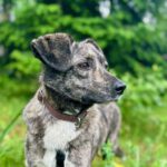 Mischling Spike, 09/2021, ca. 45 cm, 21266 Jesteburg