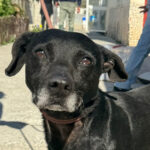 Labrador Mischling Stefan, ca. 05/2017, ca. 55 cm