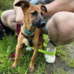 Schäferhund Mischling Tawny, 12/2023 , Endgröße ca. 50-55 cm,57555 Mudersbach