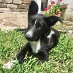 Border Collie Mischling Teo, 01/2024, Endgröße ca. 50 cm