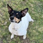 Bodeguero Mischling Tiara, 04/2019, ca. 30 cm