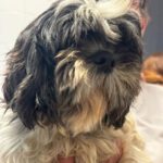 Shi Tzu Tirana, 09/2018, ca. 30 cm