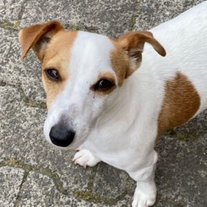 Jack Russel Terrier Tommy, 12/2021, ca. 25 cm, 61350 Bad Homburg