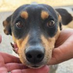 Bodeguero Tony, 05/2022, ca. 38 cm