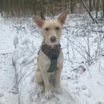 Mischling Turron, 06/2021, ca. 40 cm,13593 Berlin