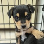 Mischling Uri, 03/2024, Endgröße ca. 25-30 cm