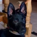 Malinois Mischling Valerie, 10/2023, Endgröße ca. 55-65 cm