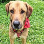 Mischling Vida, 02/2022, ca. 65 cm, 53229 Bonn