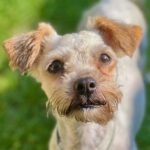 Yorkshire Terrier Viola, 03/2022, ca. 25 cm, 23795 Bad Segeberg