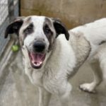 Mastin Vodka, 10/2022, ca. 70 cm