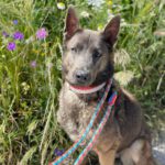 Schäferhund Mischling Wolf, 04/2022, ca. 65 cm