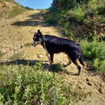 Border Collie Mischling Yukito, 03/2022, ca. 49 cm