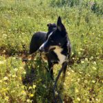 Border Collie Mischling Yukito, 03/2022, ca. 49 cm