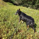 Border Collie Mischling Yukito, 03/2022, ca. 49 cm