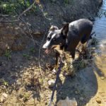 Border Collie Mischling Yukito, 03/2022, ca. 49 cm