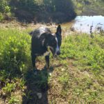 Border Collie Mischling Yukito, 03/2022, ca. 49 cm