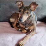 Spendenaufruf Medizintopf Kalea