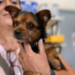 Yorkshire Terrier Mischling Carlos, ca. 06.2017, ca. 25 cm