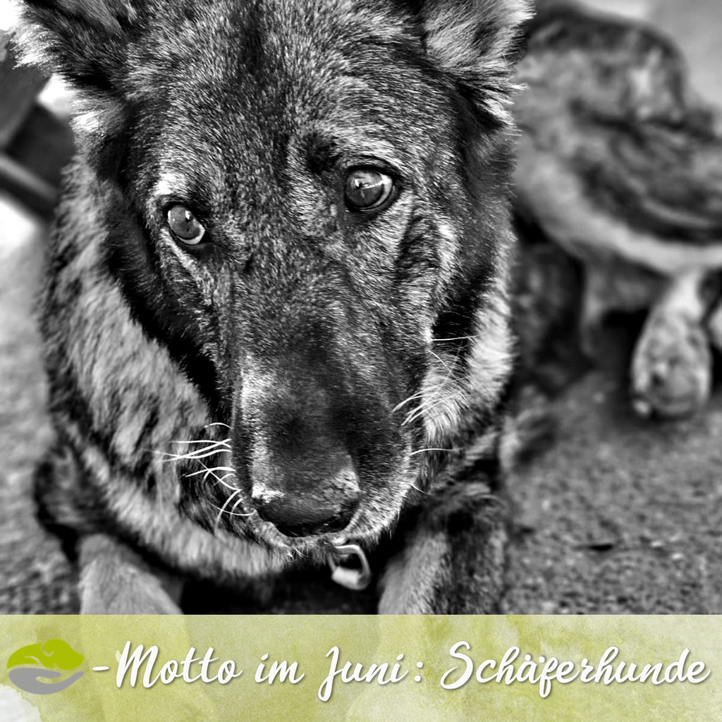SALVA-Motto im Juni: Schäferhunde