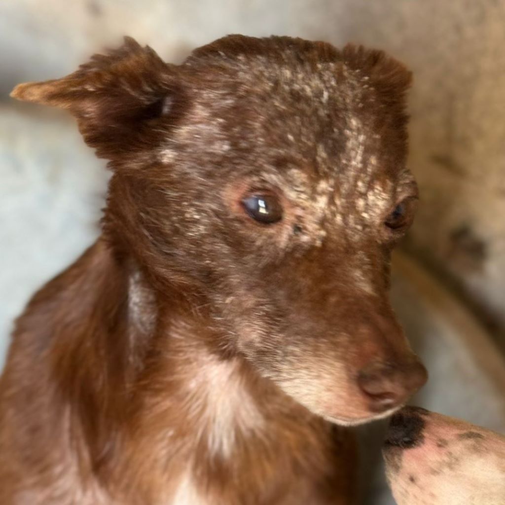 Podenco Alejandro, 01/2021, ca. 40 cm