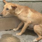 Podenco Arriana, 07/2023, ca. 48 cm