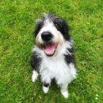 Collie Mischling Baki, 09/2021, ca. 60 cm, 24306 Plön