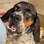 Pachón Navarro Bartolito, 03/2022, ca. 50 cm