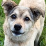 Mischling Bekky, 07/2015, ca. 45 cm, 37075 Göttingen