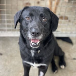 Labrador Mischling Bobby, 10/2022, ca. 62 cm