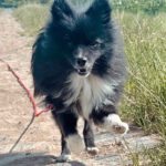 Pomeranian Bolt, 01/2022, ca. 20 cm,61194 Niddatal