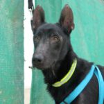 Schäferhund Mischling Bribon, 03/2019, ca. 65 cm