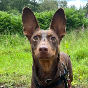 Podenco Camila, 07/2019, ca. 47 cm, 65232 Taunusstein