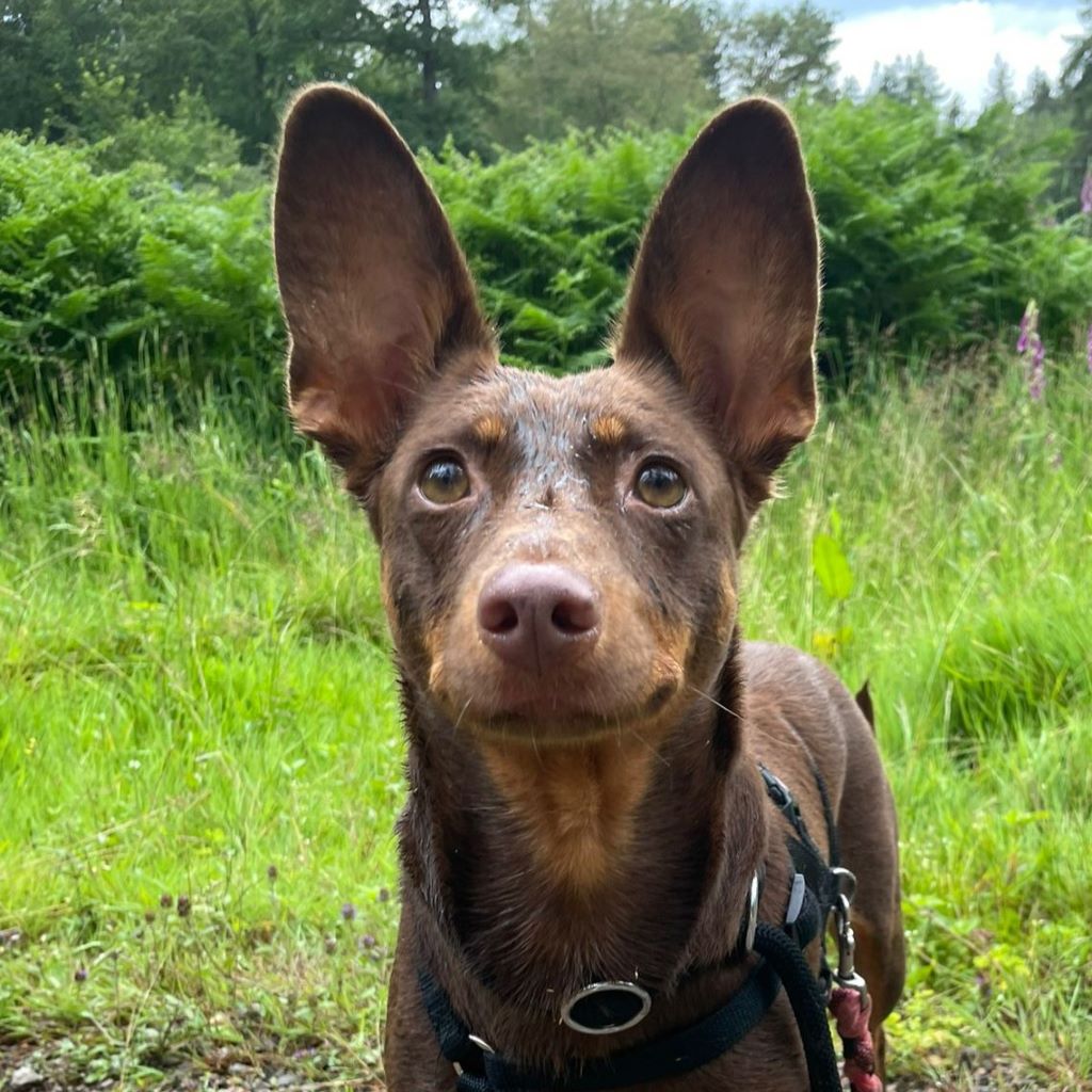 Podenco Camila, 07/2019, ca. 47 cm, 65232 Taunusstein