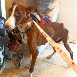 Podenco Caralarga, 10/2021, ca. 55 cm