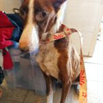 Podenco Caralarga, 10/2021, ca. 55 cm