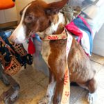 Podenco Caralarga, 10/2021, ca. 55 cm