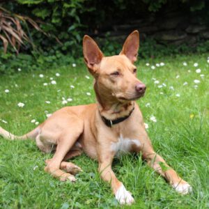 Podenco Charly, 06/2021, ca. 40 cm, 61267 Neu-Anspach