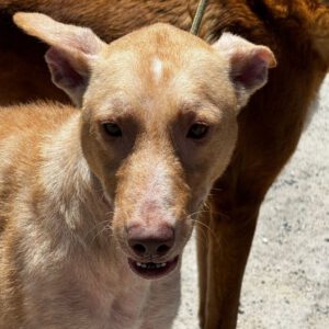 Podenco Mischling Chica, 06/2022, ca. 55 cm