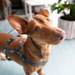 Podenco Maneto Chico, 01/2022, ca. 30 cm, 69118 Heidelberg