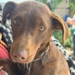 Podenco Comadreja, 04/2023, ca. 40 cm