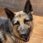 Deutscher Schäferhund Ella, 05/2022, ca. 63 cm