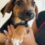 Podenco Mischling Fawn, 10/2024, Endgröße ca. 45 cm