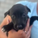 Mischling Flora, 02/2024, Endgröße ca. 45 cm