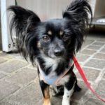 Chihuahua Greta, 01/2021, ca 20 cm, 21382 Brietlingen