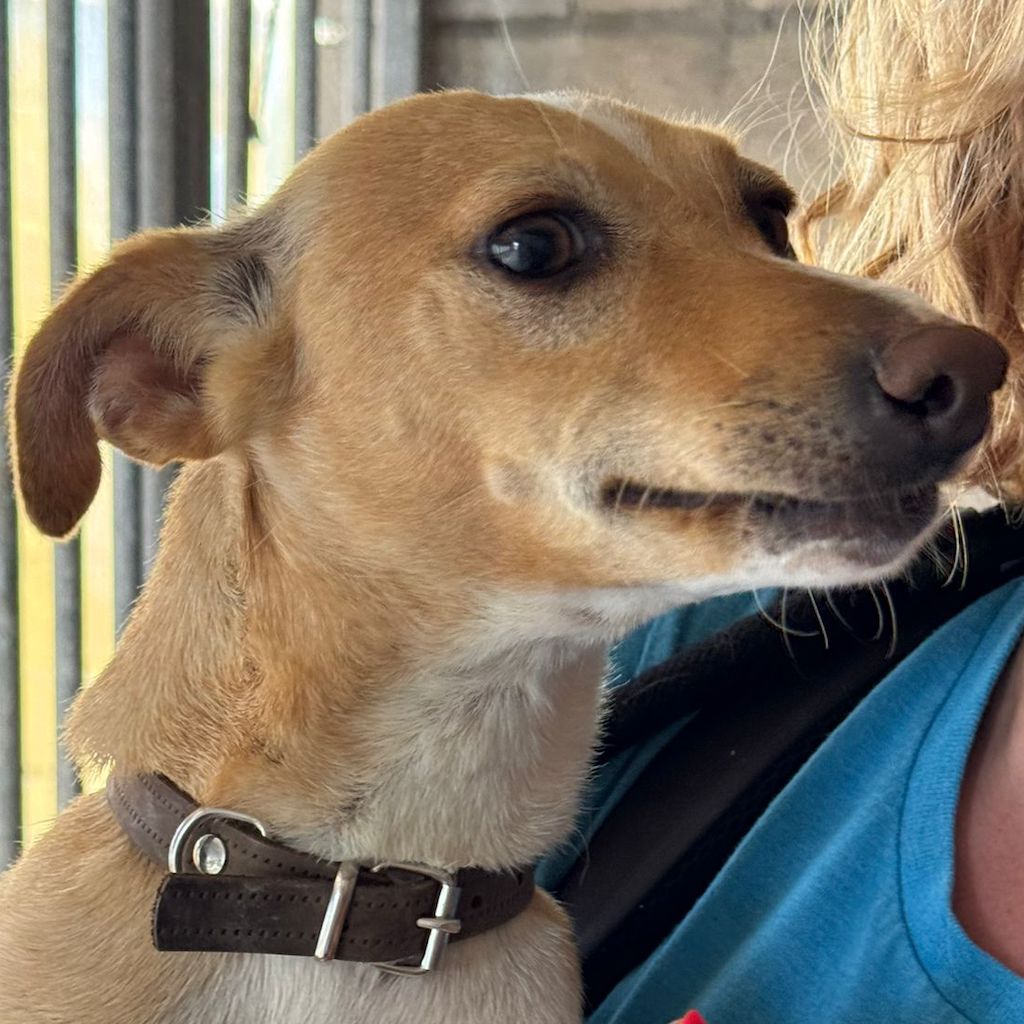 Podenco Isla, 12/2023, ca. 36 cm