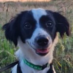 Mischling Ivar, 01/2024, Endgröße ca. 40 cm, 15848 Schadow/Friedland