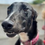 Galgo Julia, 11/2023, ca. 60 cm