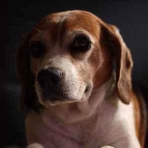 Beagle Lizzy, 10/2015, ca. 35 cm, 63075 Offenbach