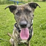 Mischling Loba, 06/2018, ca. 60 cm, 55263 Wackernheim