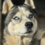 Siberian Husky Lolo, 12/2019, ca. 65 cm